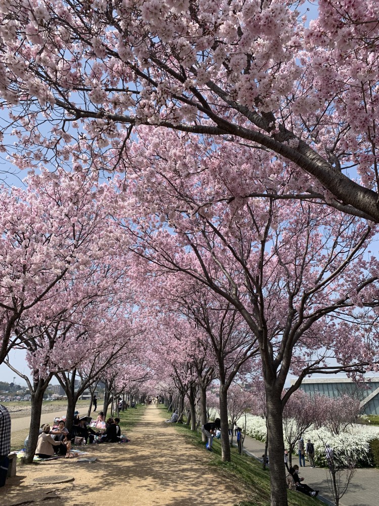 サロンAkiko９周年！狭山池の桜